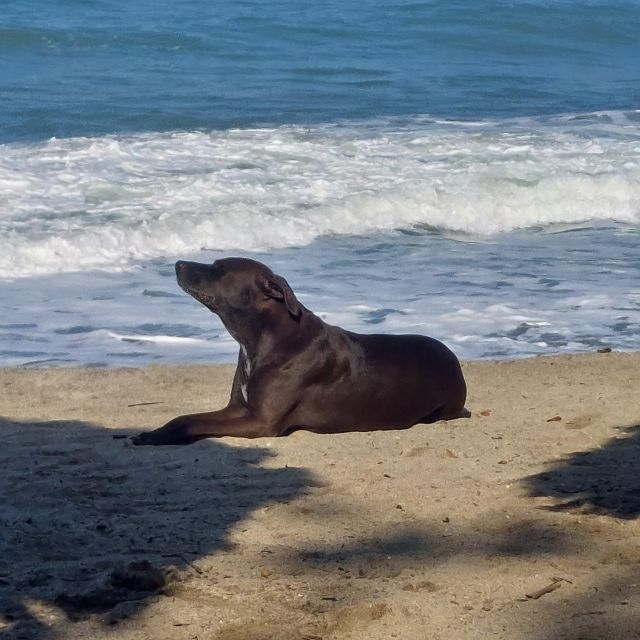 Don Diego River Mouth - Los Cocos Beach - Environmental Sustainability Efforts