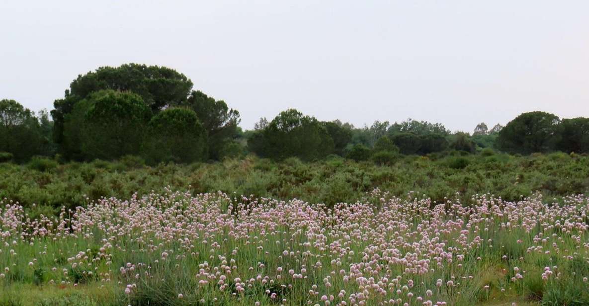 Doñana National Park: 2-Day Tour From Seville - Tour Duration and Cancellation Policy