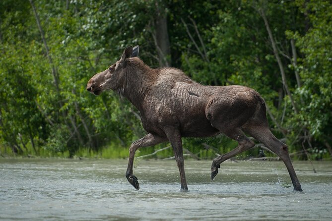 Eagle Preserve Float Trip in Haines - Customer Experiences