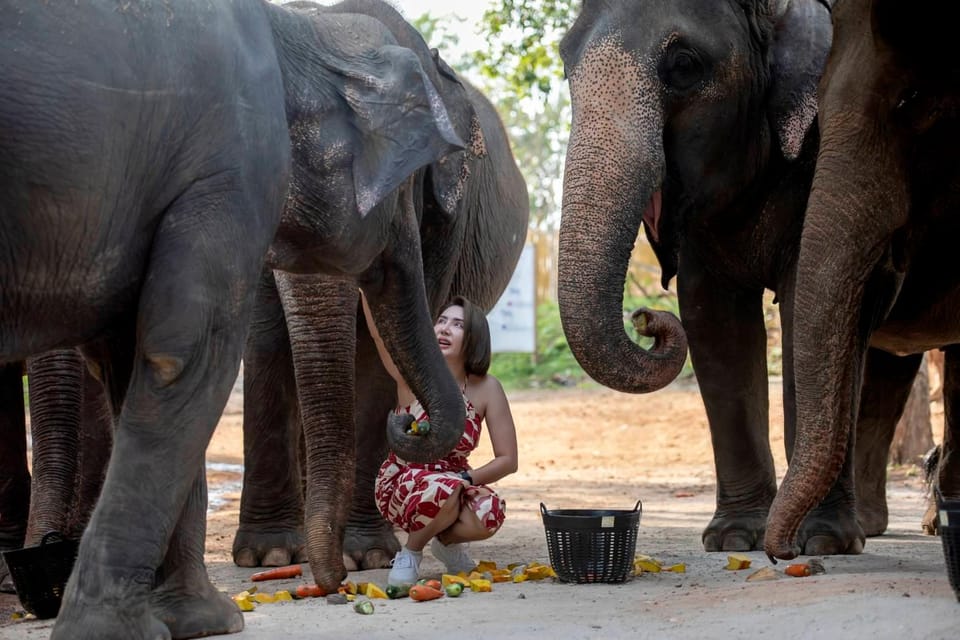 Elephant Feeding Program With Sea View (Feeding Only) - Booking and Availability