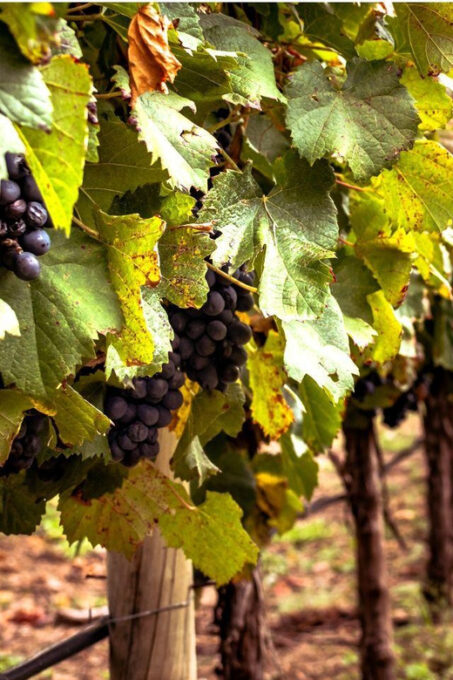Ercolano Vineyards, View Cellar Wine Tasting and Brunch - Local Cuisine and Pairings