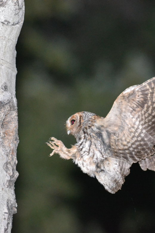 Estes Park: Birds of Colorado Speaker Series - Accessibility Information