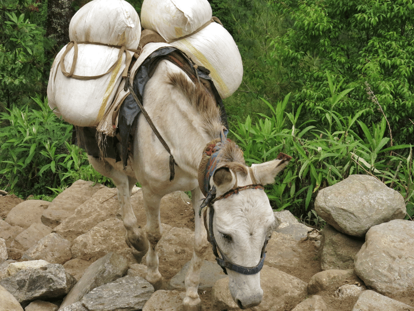 Explore Everest in 5 Days: Kathmandu to Namche Bazaar Trek - Additional Tips for Trekkers