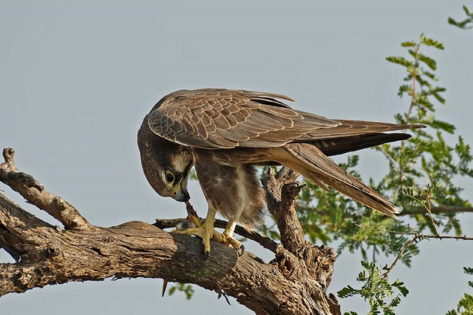 Explore The Desert National Park With Experience Guide - Wildlife and Ecosystem Highlights