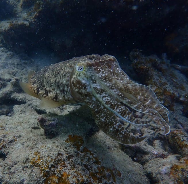 Explore the Mangroves and Coral Reefs of Malaysia - Participant Guidelines