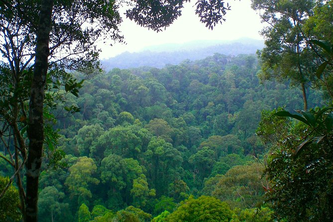 FAMILY JUNGLE TOUR: Orangutan Trek (4-Hours Hike) by Ecotravel Bukit Lawang - Tips for a Successful Trek