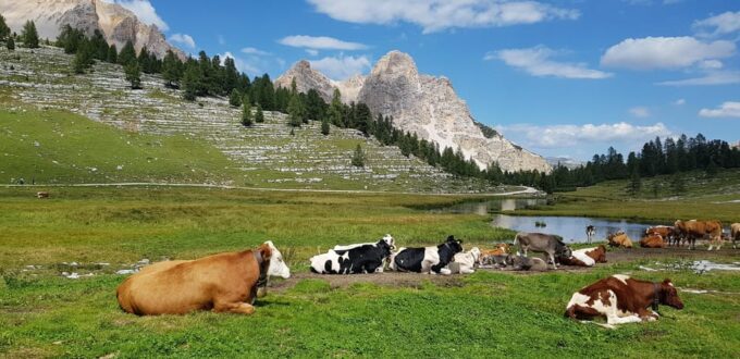 Fanes Day Trek in the Dolomites - Mythological Parliament of Marmots