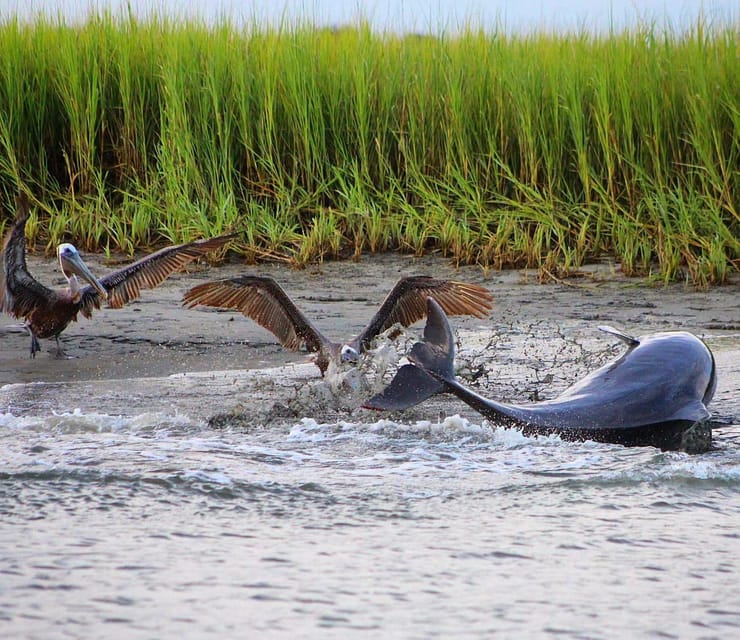 Folly Beach Dolphin Viewing Boat Excursion - Restrictions and Policies