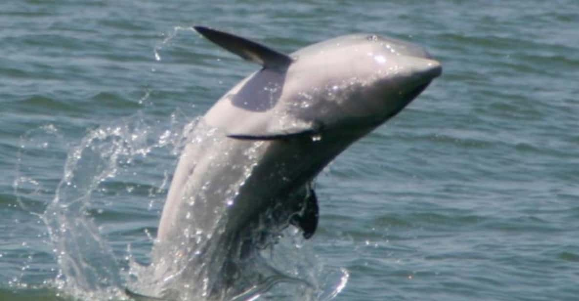 Folly Beach: Morris Island Dolphin Watching Boat Cruise - Customer Feedback and Ratings