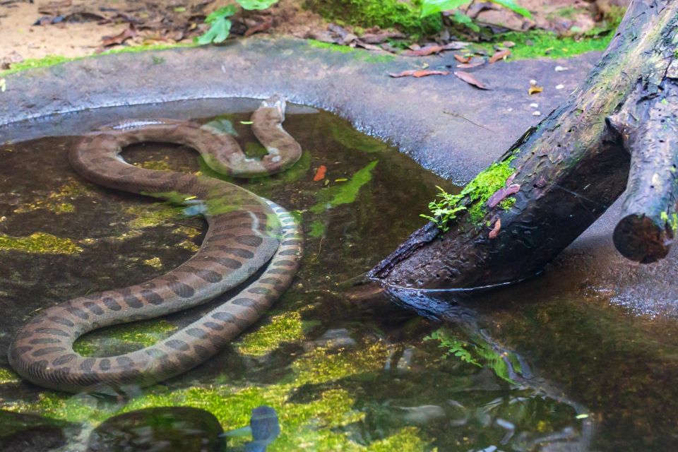 Foz Do Iguaçu: Bird Park Experience - Tips for Visitors