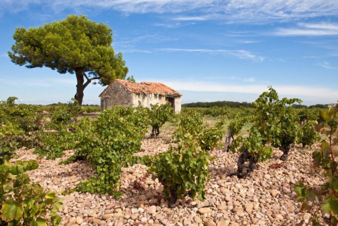 From Aix-En-Provence: Châteauneuf Du Pape Wineries Day Trip - Customer Feedback