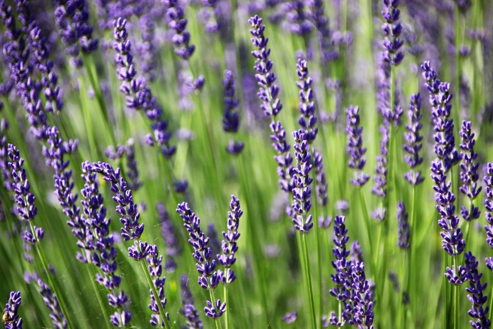 From Aix En Provence: Private Tour of Sault in Van - Exploring Lavender Fields