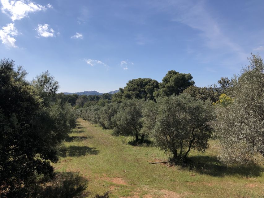 From Arles: Alpilles Regional Park Provence 4x4 Safari - Frequently Asked Questions