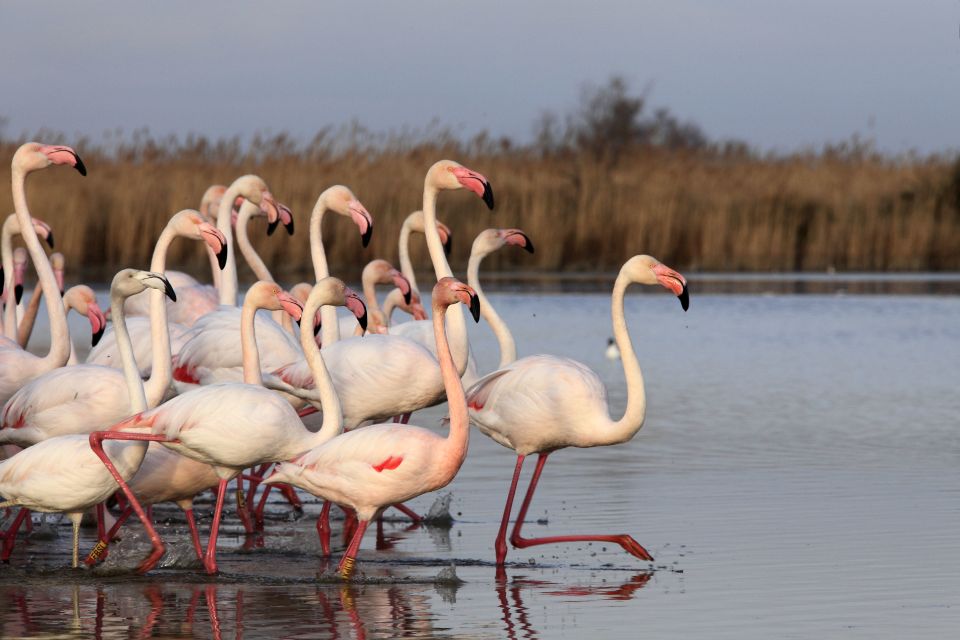 From Avignon: Half-Day Camargue and Saintes-Maries-de-la-Mer - Local Culture and Wildlife