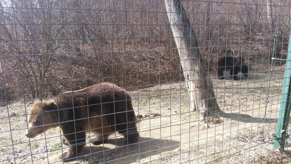 From Brasov: Libearty Bear Sanctuary Guided Tour - Booking and Cancellation Policy