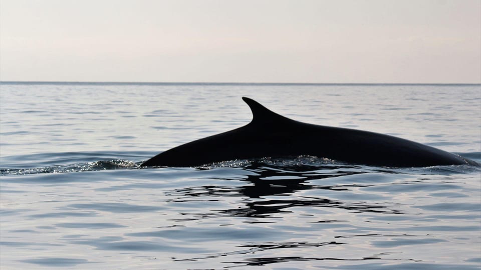 From Cala Gonone: Dolphin & Birdwatching in Orosei Gulf - Group Size and Languages