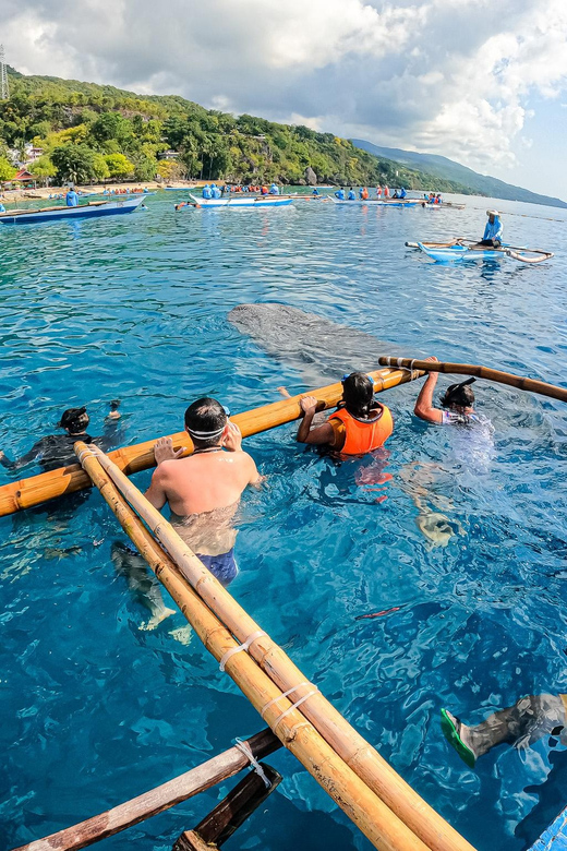 From Cebu: Oslob Whale Shark Snorkeling & Tumalog Waterfall - What to Bring and Wear