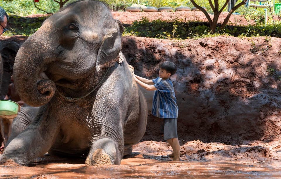 From Chiang Mai: Kerchor Eco Elephant Park Tour - Feeding and Interacting With Elephants