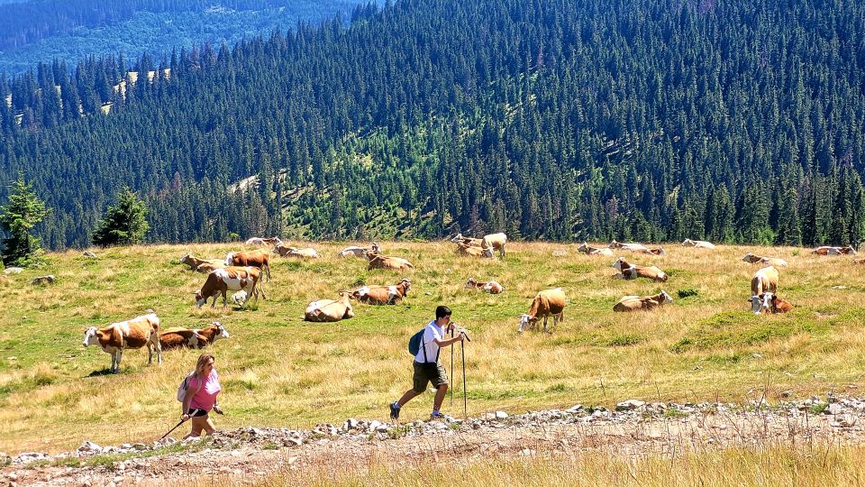 From Cluj-Napoca: Day Hike to Vlădeasa Peak - Best Time to Hike