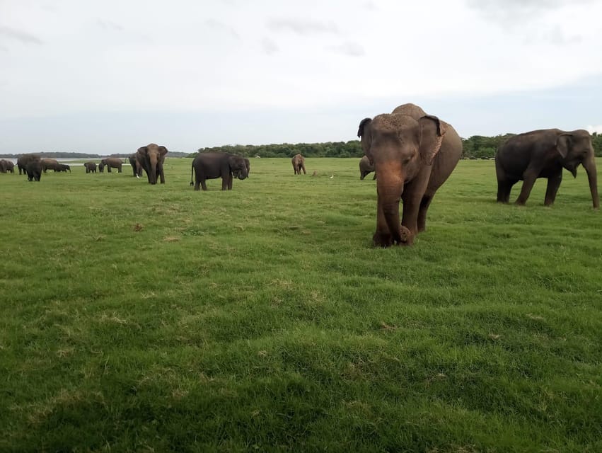 From Colombo: Sigiriya / Dambulla & Safari Day Tour - Breakfast and Lunch