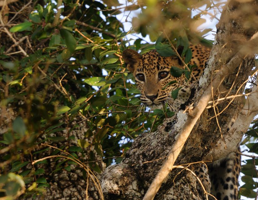 From Colombo : Yala National Park Safari Tour - Transportation and Accommodation