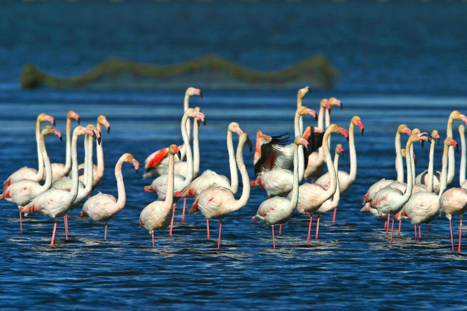 From Costa Dorada: Peñíscola and Ebro Delta Sightseeing Tour - Discovering Peñíscolas Coastal Charm