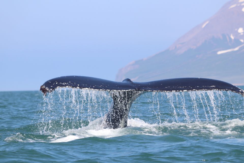 From Dalvik: Arctic Whale Watching in Northern Iceland - Tips for Whale Watching