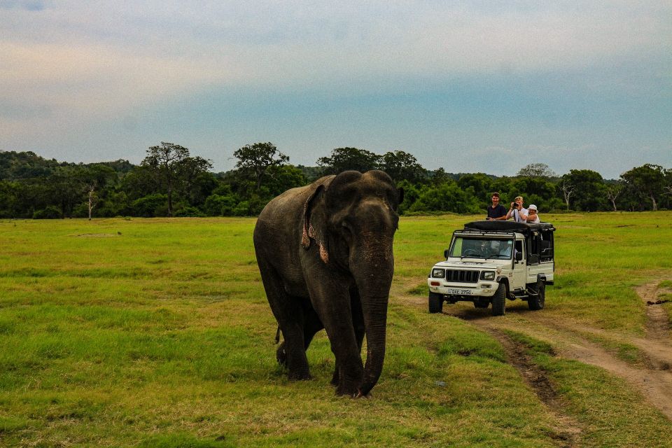 From Habarana or Sigiriya: Minneriya National Park Safari - Customer Feedback and Ratings