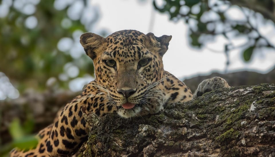 From Hambantota: Lunugamvehera National Park Wild Safari - Wildlife Diversity and Sightings