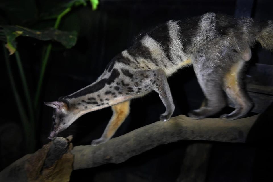 From Hanoi: Watching Wild Animals In Cuc Phuong Forest - Additional Details