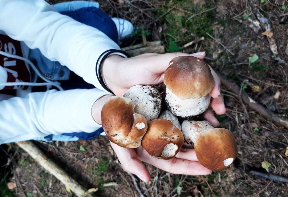 From Helsinki: Mushroom Hunting Tour in a National Park - Customer Experiences