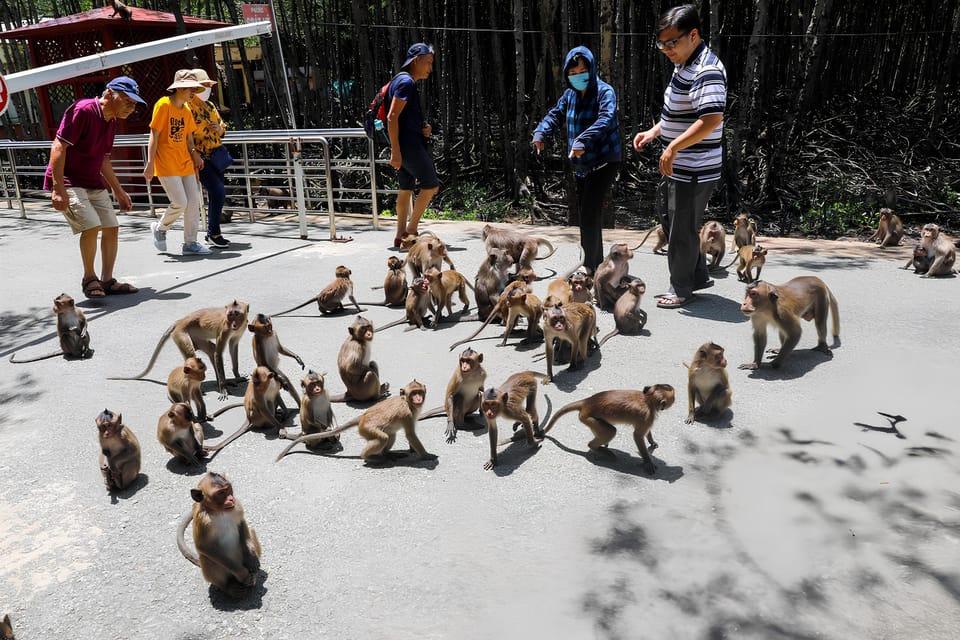 From Ho Chi Minh: Can Gio Mangrove Forest & Monkey Island - What to Bring