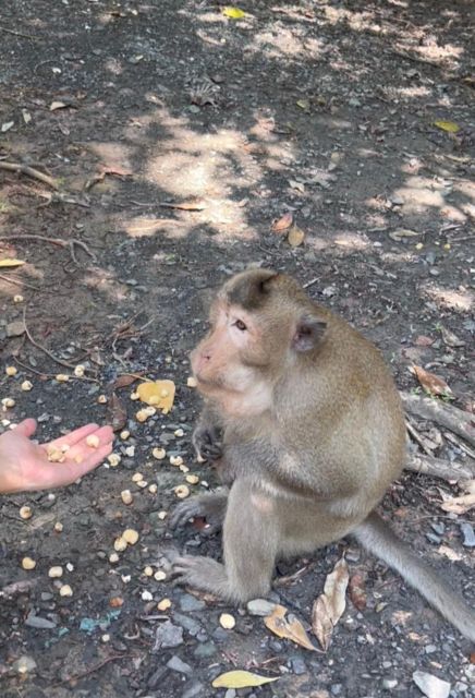 From Ho Chi Minh: Can Gio Mangrove Forest - Best Time to Visit