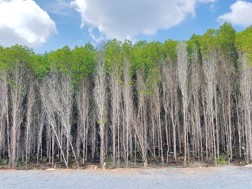 From Ho Chi Minh: Can Gio Mangrove Group or Private Tour - Crocodile Area and Fishing