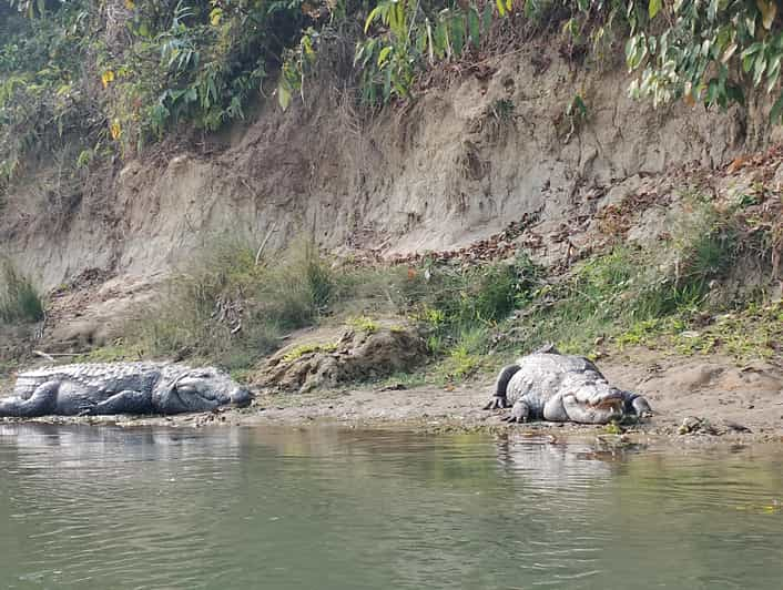 From Kathmandu: 2 Day Chitwan Wildlife Tour Transfer by Car - Day 2 Highlights