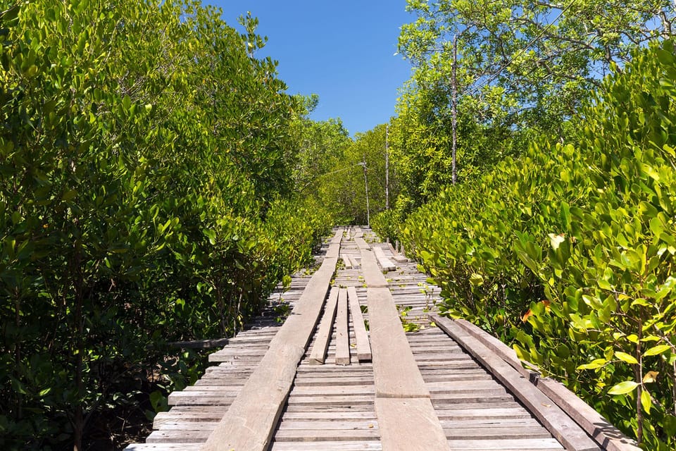 From Ko Lanta: Mangrove Eco-Excursion by Longtail Boat - Wildlife and Conservation