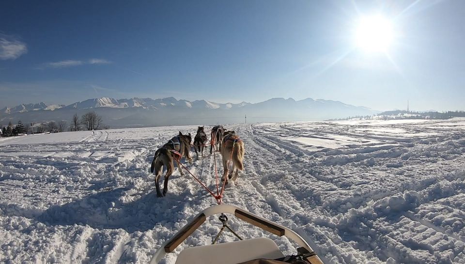 From Krakow: Dogsled Ride in Tatra Mountain - Customer Feedback and Ratings