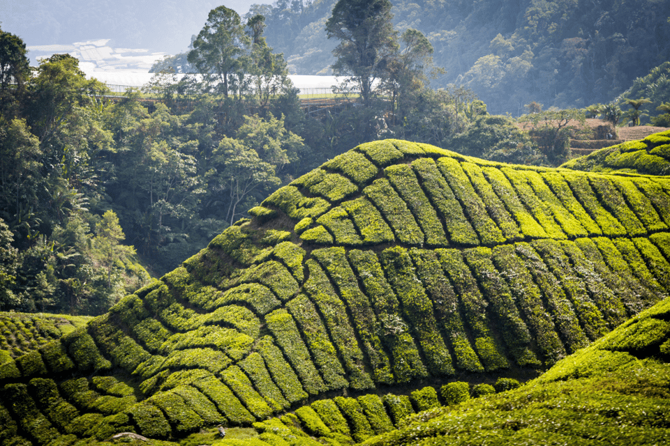 From Kuala Lumpur: Cameron Highlands and Batu Cave Tour - Frequently Asked Questions