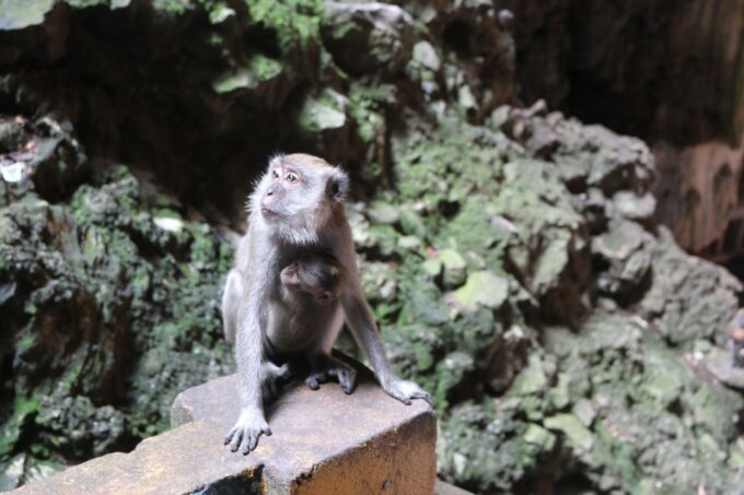 From Kuala Lumpur: Private Batu Caves Temple Tour - Tips for a Great Experience