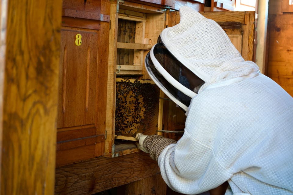 From Ljubljana: All About Bees - Important Participant Information