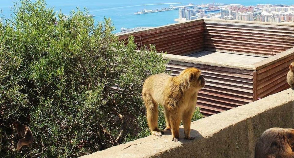 From Málaga/Torremolinos/Benalmádena: Day Trip to Gibraltar - Recommended for History Enthusiasts