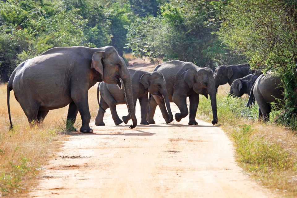 From Negombo: Minneriya National Park Safari Tour - Safari Experience