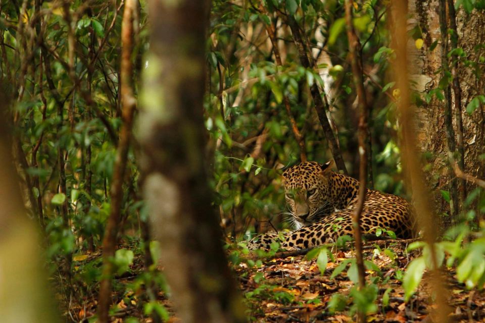 From Negombo: Wilpattu National Park Safari Guided Day Tour - Park Highlights