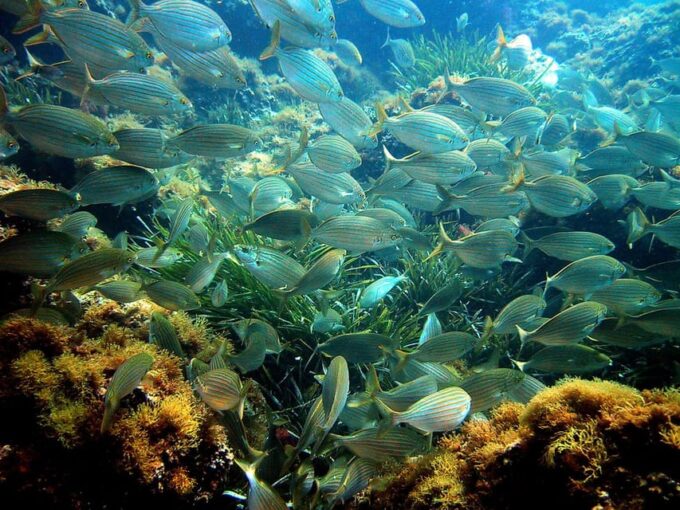 From Nice: Villefranche Bay Swimming & Snorkeling Boat Tour - Highlights and Experiences