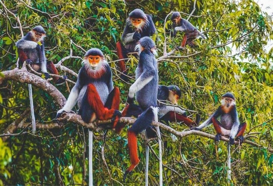 From Ninh Binh Cuc Phuong National Park Group Day Tour - Rescues and Endangered Species