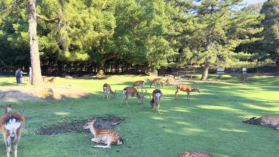 From Osaka/Kyoto: Nara One Day Private Tour - Optional Additions