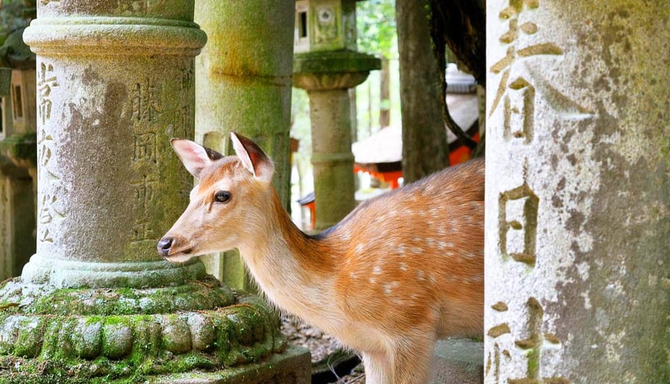 From Osaka: Nara, Uji Matcha Experience and Hot Spring Tour - Additional Costs and Considerations