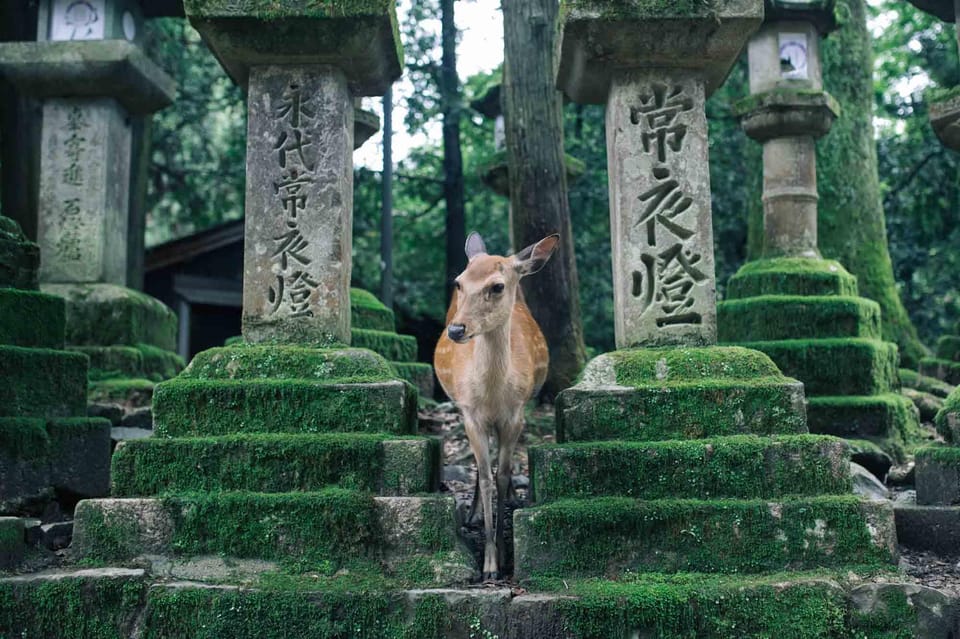 From Osaka to Kyoto and Nara Day Tour With Deer Sightings - Booking and Cancellation Policy