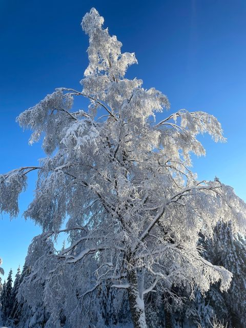 From Oslo: Oslomarka Forest Guided Snowshoeing Tour - Booking Information