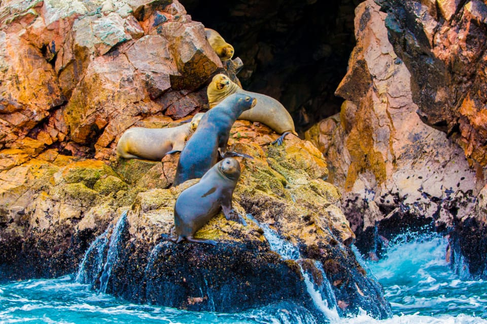 From Paracas: Ballestas Islands Guided Boat Tour - Booking Information